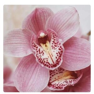 Meet your Posher, Shandi